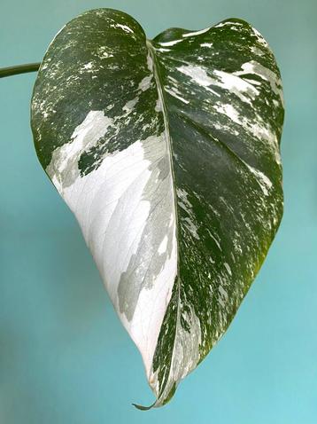 Volledig gewortelde, witte Monstera Albo Variegata stek beschikbaar voor biedingen