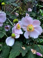 Herfstanemoon bodembedekker stekjes, Ophalen, Bodembedekkers, Vaste plant, Halfschaduw