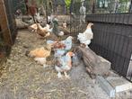 Brahma kuikens, Dieren en Toebehoren, Pluimvee, Geslacht onbekend, Kip