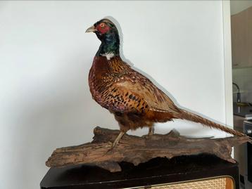 Erg fraai opgezette fazant taxidermie beschikbaar voor biedingen