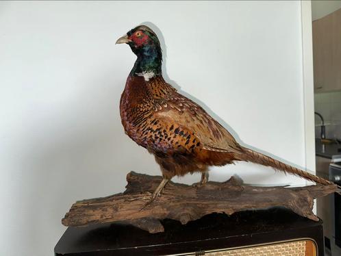 Erg fraai opgezette fazant taxidermie, Verzamelen, Dierenverzamelingen, Zo goed als nieuw, Opgezet dier, Ophalen of Verzenden