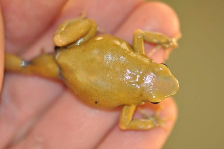 Dendrobates auratus 'El oro'