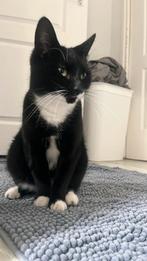 Kat, Dieren en Toebehoren, Poes