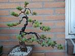 Bonsai pinus parviflora een  paar maanden geleden bedraad, Ophalen, Bloeit niet, Halfschaduw, Overige soorten