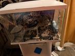 Aquarium te koop, Dieren en Toebehoren, Vissen | Aquaria en Toebehoren, Ophalen of Verzenden, Leeg aquarium