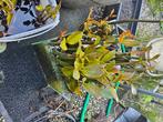 Rode mangrove zaden, Dieren en Toebehoren, Vissen | Aquaria en Toebehoren, Ophalen of Verzenden, Nieuw, Plant(en), Steen of Hout