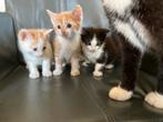 Lieve kittens zoeken een gezellige huis, Dieren en Toebehoren, Katten en Kittens | Overige Katten, Meerdere dieren