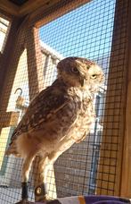 Koppel konijnuilen/holenuilen te koop. (Athene Cunicularia), Dieren en Toebehoren, Vogels | Overige Vogels, Meerdere dieren, Roofvogel