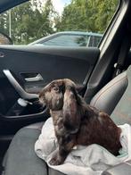 Ter dekking Franse hangoor Ram Ervaring, Dieren en Toebehoren, Mannelijk, Groot, Hangoor