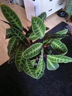Calathea Warscewiczii, Ophalen, Overige soorten, Halfschaduw, In pot