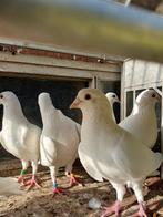 Witte duiven 6 stuks., Dieren en Toebehoren, Vogels | Duiven, Meerdere dieren
