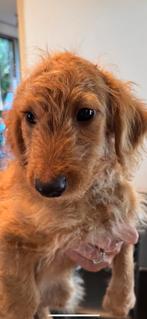 Wegens annulering lieve pup Maltipoo met Teckel.
