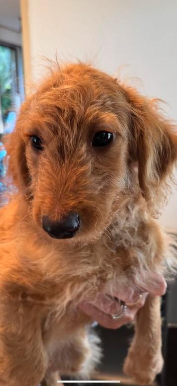 Wegens annulering lieve pup Maltipoo met Teckel. beschikbaar voor biedingen