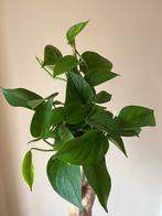 Epipremnum Kamerplant, Huis en Inrichting, Kamerplanten, Ophalen, Overige soorten, Halfschaduw, In pot
