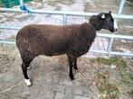 Zwartbles dekram, Dieren en Toebehoren, Schapen, Geiten en Varkens, Mannelijk, Schaap