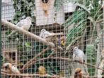 Diamant duifjes  jonge  dieren, Dieren en Toebehoren, Meerdere dieren, Tropenvogel, Tam