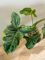 Syngonium Mottled - gewortelde stek, Huis en Inrichting, Kamerplanten, Overige soorten, Minder dan 100 cm, Groene kamerplant, Halfschaduw
