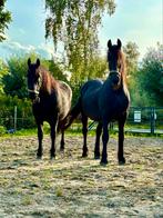 Vrijwilligersvergoeding - Verzorger 2 paarden gezocht, Diensten en Vakmensen, Dieren | Paarden | Verzorging, Oppas en Les, Verzorging of Verzorgpony's