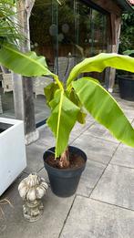 Bananenplant Musa Basjoo winterhard, Ophalen, Overige soorten, Volle zon