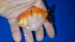 Fancy goldfish yuanbao calico met erg mooie kleuren, Dieren en Toebehoren, Vissen | Aquariumvissen