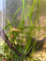 Cpo kreeftjes, Dieren en Toebehoren, Kreeft, Krab of Garnaal