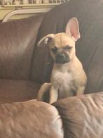 Kruising franse bulldog x Chihuahua.MAG NU WEG, Dieren en Toebehoren, Honden | Bulldogs, Pinschers en Molossers, Teef, Bulldog
