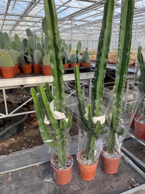 Cactus Euphorbia Ingens aanbieding circa 150 -180cm, Huis en Inrichting, Kamerplanten, Cactus, 150 tot 200 cm, Groene kamerplant