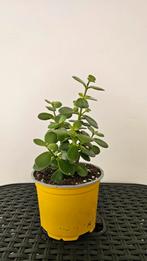 Jade Plant - Crassula Ovata, Huis en Inrichting, Kamerplanten, Ophalen, Vetplant, Halfschaduw, In pot