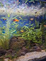 Mooie jonge platy's, Dieren en Toebehoren, Vis, Zoetwatervis