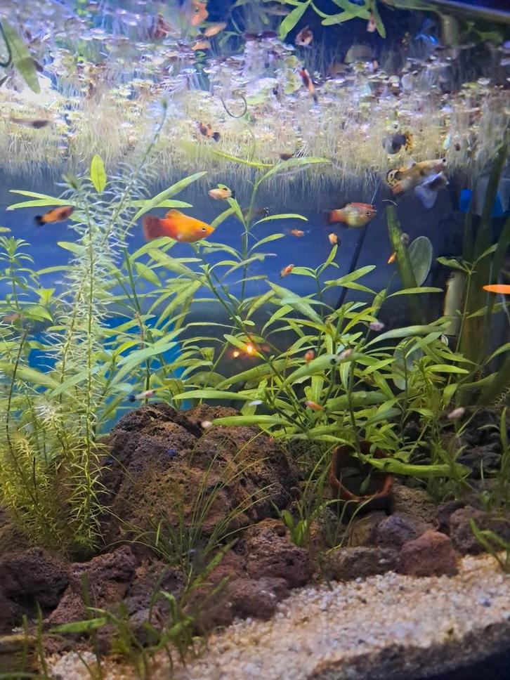 Mooie jonge platy's, Dieren en Toebehoren, Vissen | Aquariumvissen, Zoetwatervis, Vis