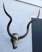 Mega grote schedel KUDU ANTILOPE op houten schild (# J), Ophalen of Verzenden, Gebruikt, Wild dier, Schedel