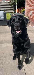 Zwarte Dekreu labrador met stamboom ., 6 jaar of ouder, Reu, Eén hond, Nederland