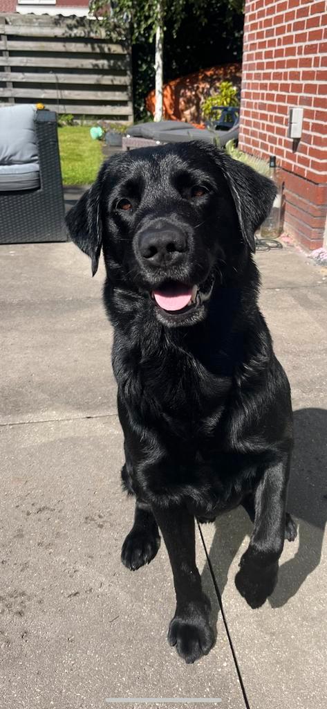 Zwarte Dekreu labrador met stamboom ., Dieren en Toebehoren, Honden | Dekreuen, Reu, Particulier, Eén hond, Nederland, 6 jaar of ouder