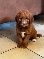 Uniek, Maltipoo x Toller retriever, Dieren en Toebehoren, CDV (hondenziekte), 8 tot 15 weken, Meerdere, Nederland