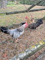 Haan: boerenkriel x bassette haan-kwartel, Dieren en Toebehoren, Mannelijk, Kip