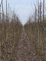 Beverboom | Magnolia kobus, Ophalen, Halfschaduw, Overige soorten, Lente