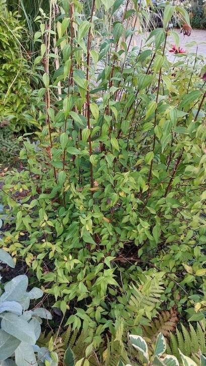 Boerenjasmijn bieden. Azalea gratis ophalen., Tuin en Terras, Planten | Struiken en Hagen, Struik, Ophalen