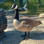Canadese ganzen, Dieren en Toebehoren, Pluimvee, Meerdere dieren, Gans of Zwaan