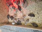 Japanse kwartels hannen, Dieren en Toebehoren, Pluimvee, Overige soorten