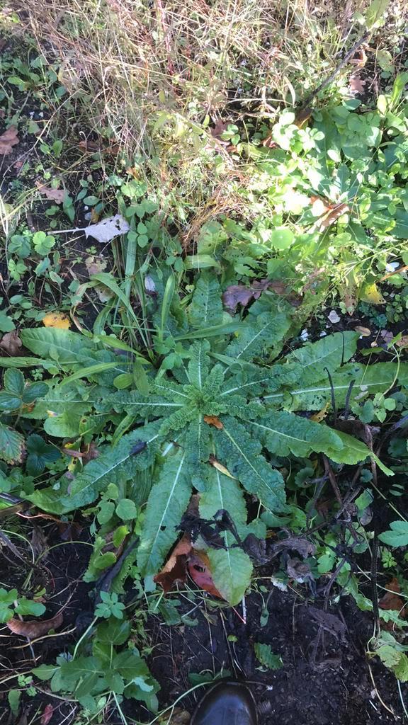 Flinke grote kaardebol planten, Tuin en Terras, Planten | Tuinplanten, Overige soorten, Volle zon, Ophalen of Verzenden
