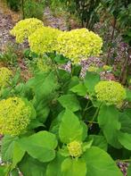 Onbespoten Annabelles Hortensia verschillende tuinplanten, Tuin en Terras, Planten | Tuinplanten, Halfschaduw, Zomer, Ophalen of Verzenden