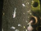 L144 Snow White Ancistrus, Dieren en Toebehoren, Vissen | Aquariumvissen, Vis, Zoetwatervis