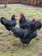 Jonge Australorp haan, groot, Dieren en Toebehoren, Pluimvee, Mannelijk, Kip