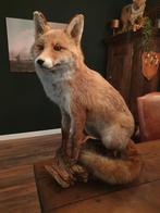 Prachtige opgezette zittende vos. Taxidermie landelijk, Ophalen of Verzenden, Zo goed als nieuw, Wild dier, Opgezet dier