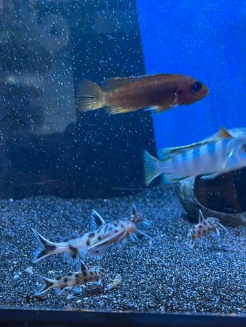 Synodontis Lucipinis ( Tanganyika ) beschikbaar voor biedingen