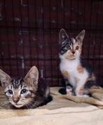 2 aanhankelijke, lieve en sociale kittens, Dieren en Toebehoren, Katten en Kittens | Overige Katten, Meerdere dieren, Kortharig
