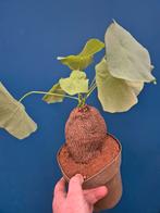 Caudex Suberosa XXXL p17 (2), Ophalen of Verzenden, Halfschaduw, Minder dan 100 cm