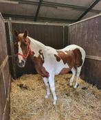 Mooie bonte fokmerrie, Dieren en Toebehoren, Pony's, Merrie, D pony (1.37m tot 1.48m), Gechipt, 11 jaar of ouder