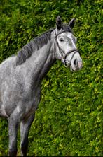 Eyecatcher te koop, Dieren en Toebehoren, Springpaard, Minder dan 160 cm, Gechipt, Ruin