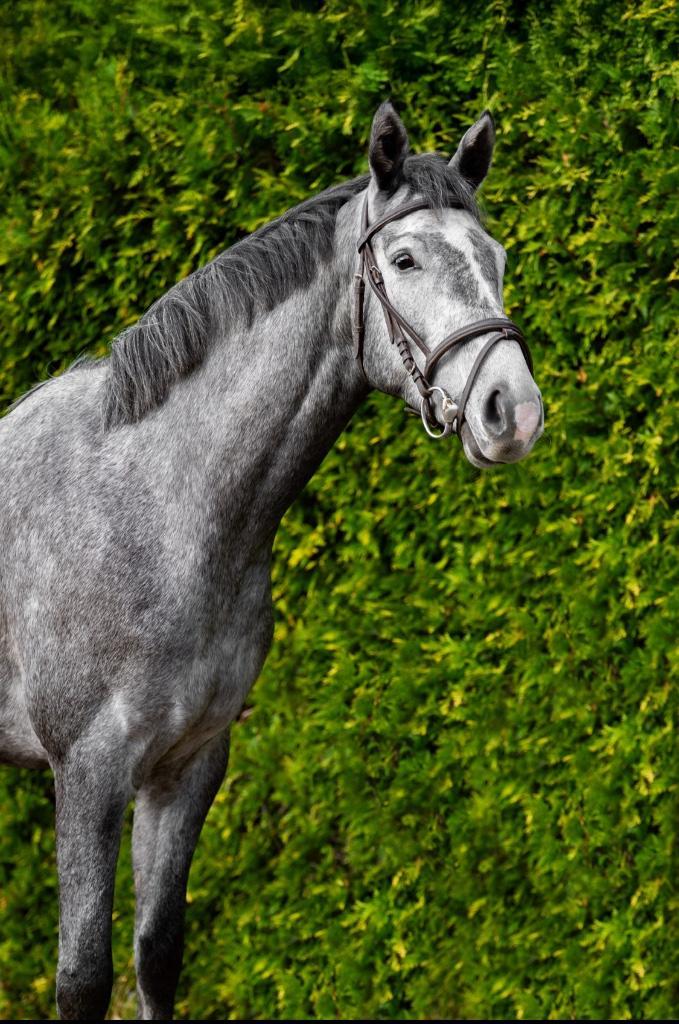 Eyecatcher te koop, Dieren en Toebehoren, Paarden, Ruin, Zadelmak, Minder dan 160 cm, 3 tot 6 jaar, Springpaard, Met stamboom